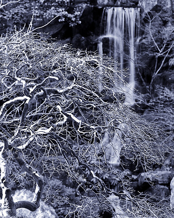 Silver Japanese Maple